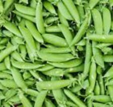 15 Pea Seeds - Heirloom Early Harvesting  Sugar Snap Variety Non-GMO, - £10.40 GBP