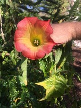 SEPTH Brugmansia sanguinea | Red Angel&#39;s Trumpet | 10 Seeds - $7.66