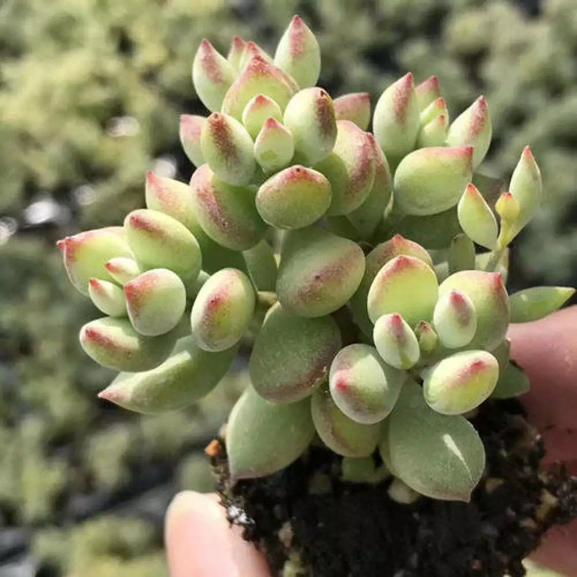 3 Fresh Live Rare Cotyledon Pendens Succulent Cuttings For indoor Garden... - $28.00