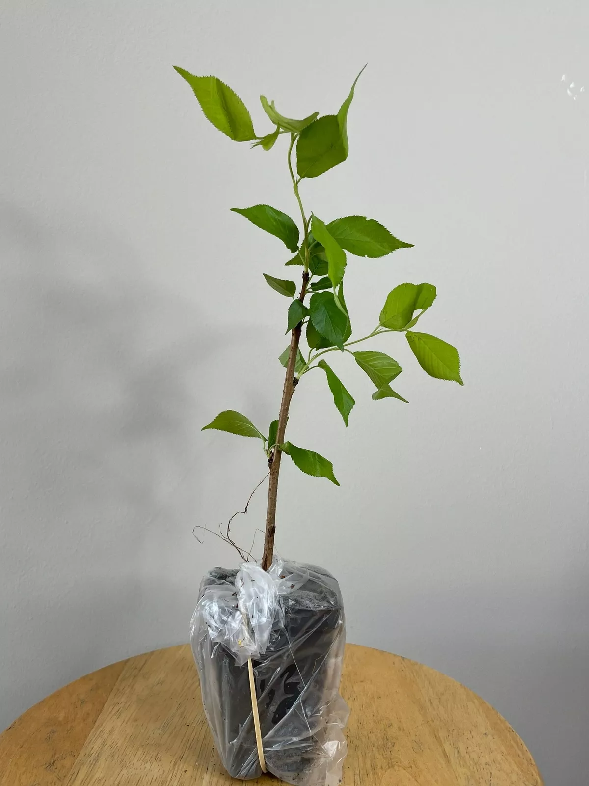 3&quot; Pot Weeping Cherry Tree 6-12&quot; Tall Seedling Live Plant Ships Potted - £62.56 GBP
