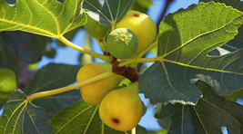 100 Yellow Long Neck Fig Seeds Planting Gardening USA SELLER - $12.96