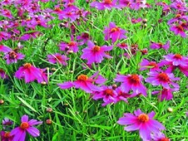 TH 50 + Coreopsis American Dream Larga Duración Re-Seeding Anual Semillas De Flo - £11.06 GBP