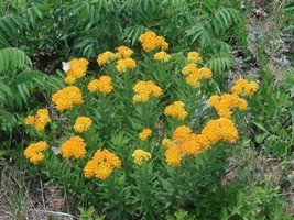 Best Asclepias Tuberosa | Pleurisy Root &#39;Hello Yellow&#39; | 5 Seeds - $18.98