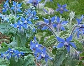 100 Blue Star Borage Herb Borago Officinalis Flower Seeds Fresh Usa Seller - £8.07 GBP