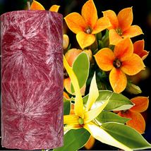 Ylang Ylang &amp; Neroli Scented Palm Wax Pillar Candle Hand Poured - £19.93 GBP+