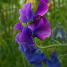 50 Blue Shift Sweet Pea Seeds, Color-Changing Fragrant Blooms, Annual Fl... - €11,11 EUR