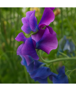 50 Blue Shift Sweet Pea Seeds, Color-Changing Fragrant Blooms, Annual Fl... - $12.99