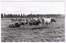 Holland Netherlands Postcard RPPC Lochem Drink Meer Melk Cows Pasture More Milk - £2.95 GBP