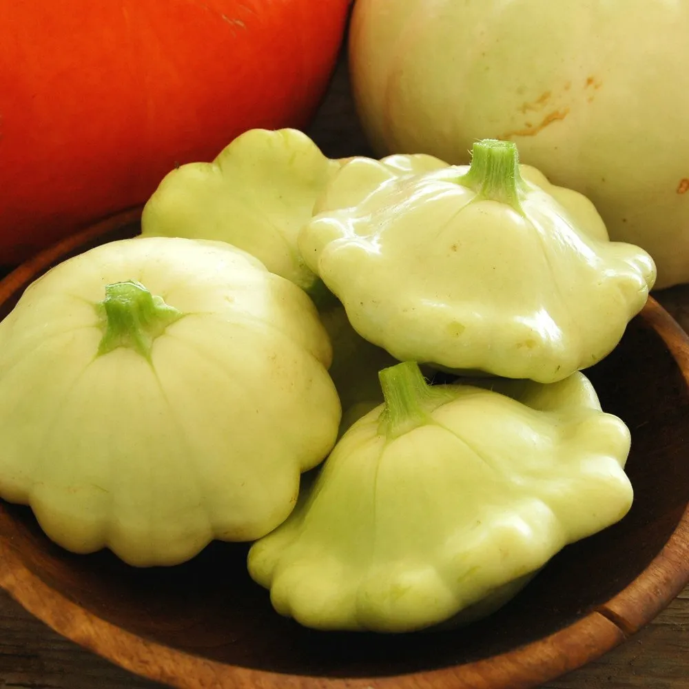 TISS 15 Bennings Green Tint Scallop Squash Seeds Patty Pan Squash Garden Seeds - $8.46