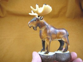 TNE-MOO-643A) brown Moose TAGUA NUT nuts palm figurine carving in rut antlers - £34.22 GBP