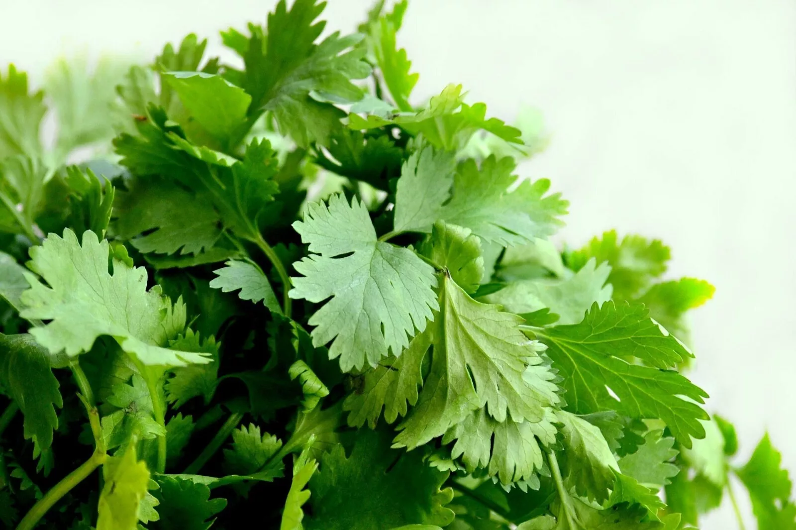 50 Cilantro Seeds (Split), Leisure Coriander, Oriental &amp; Mexican Cuisineess - $34.61 MXN
