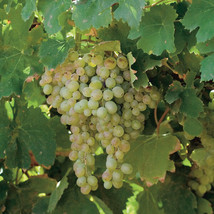 Fresh Vitis Labrusca Niagara Grape Seeds - £7.41 GBP