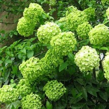 5 Lime Light Hydrangea Seeds Perennial Flowers Flower - £13.26 GBP