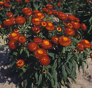 Helichrysum Bikini Hot Red 1,000 seeds - £18.21 GBP