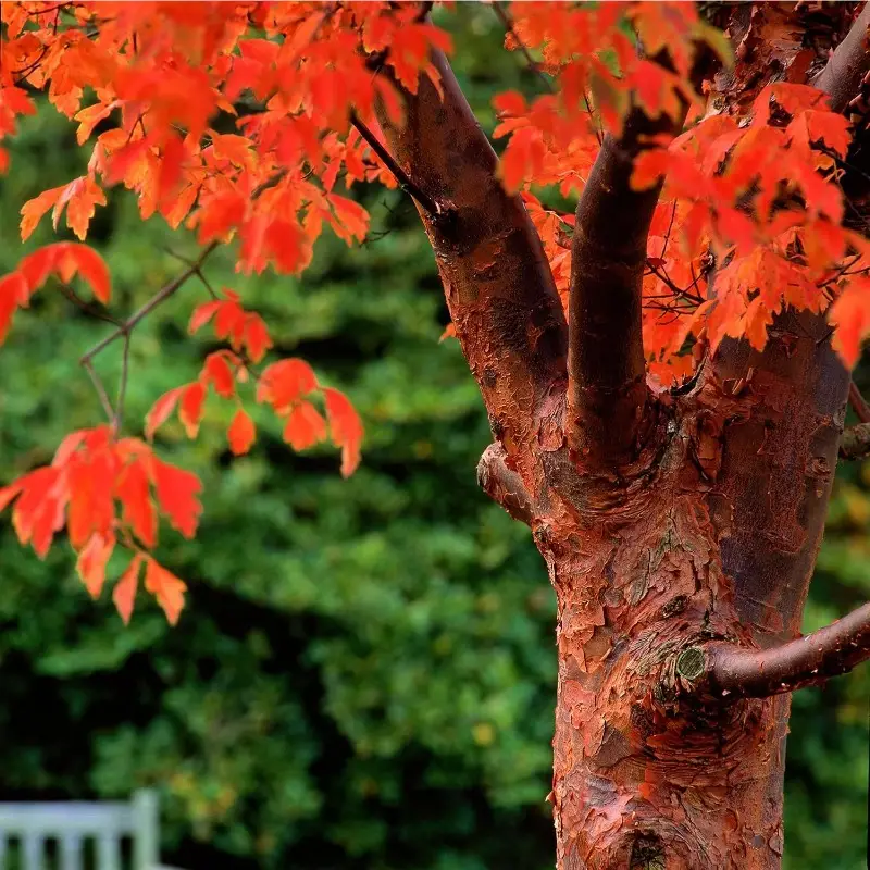 46PCS Paperbark Maple Tree Seeds - Acer griseum - Stunning Cinnamon - £10.24 GBP