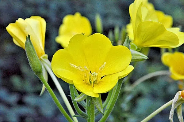 Evening Primrose 513 Seeds Large Yellow Flowers Oenothera Biennis Bulk S... - $6.38