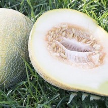 Guashi Store 15 Melon Seeds Eindor Fruit Non Gmo Fast Shipping - £6.72 GBP