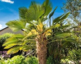 10 Wagner Windmill Palm Dwarf Chusa Trachycarpus Fortunei Wagnerianus Tr... - $227.39 MXN