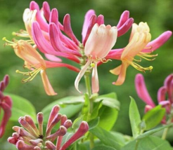 20 Cape Honeysuckle tecomaria Capensis Flower Seeds for Garden - $12.00