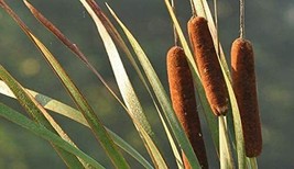 HSE 50 Cattail Seeds for Planting - £12.32 GBP