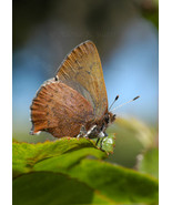 Western Brown Elfin butterfly, A. Rose Designs (tm) note card - $6.95+