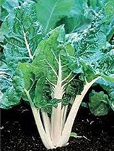 Swiss Chard Seeds, Large White Ribbed, Heirloom, 200 Seeds, Non GMO - £6.29 GBP