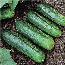 Best SELLER USA 10 Seeds Little Leaf Cucumbers Seeds - $5.60