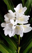 1 White Butterfly Ginger Lily Plant - No Pot Very Fragrant - Hummingbirds - £21.20 GBP
