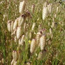 THJAR Quaking Grass (briza maxima) - 25 Seeds - $4.99