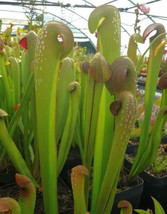 Sarracenia minor var okefenokeensis giant north georgia pitcher seeds - £1.89 GBP