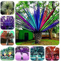10 Pcs Rainbow Japanese Bottle Palm Tree Exotic Plants Tropical Ornament... - $7.89