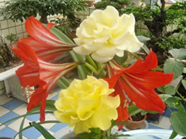 Hippeastrum Seeds Amaryllis Barbados Lily Lily Potted Balcony Flower 100 Pcs Bag - $13.80