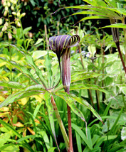 5 Himalayan Cobra Lily Arisaema Consanguineum Asian Jack In Pulpit Flower Seeds - £8.12 GBP