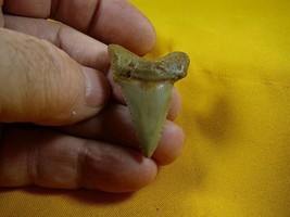(S233-22) 1-3/4&quot; Fossil MEGALODON Shark Tooth Teeth JEWELRY love sharks ... - $806.96 MXN