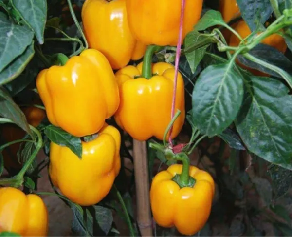 Yellow Bell Pepper 30 Seeds Premium Strain Inherited Thru 2 Generations Fresh Ga - $10.79