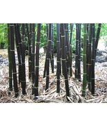 200 BLACK Bamboo Seeds - Phyllostachys nigra - Hardy Rare Privacy Screen - £10.34 GBP