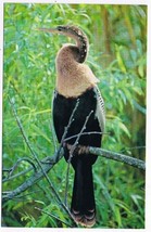 Birds Postcard Anhinga Water Turkey Everglades National Park Florida - $2.14
