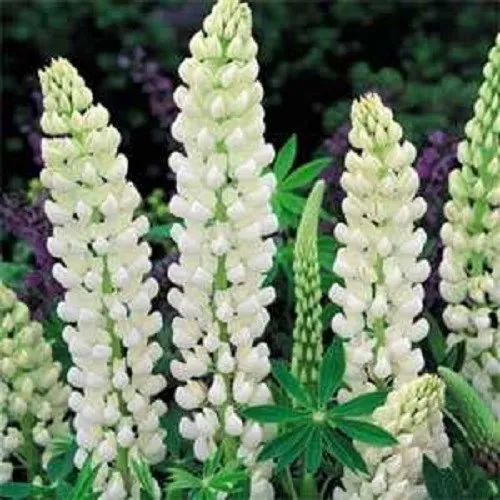 50 Lupine Seeds Russell Noble Maiden Lupine Seeds - £9.39 GBP
