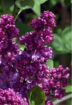 Congo Lilac Syringa vulgaris Small Well Rooted STARTER Plant 4-8 inches ... - €50,72 EUR