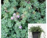 Thyme Woolly 4inches Pot Thymus Seudolanuginosus Ground Covering Live Plant - £19.56 GBP