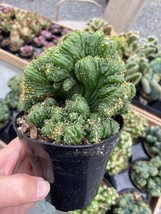 Cactus Monster Cereus Peruvianus Montrose 4&quot; Pot Live Plant - $11.88