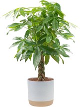 Costa Farms Money Tree Live Plant, Easy To Grow Houseplant Potted, 4 Fee... - $81.99