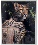 John Wagner Collection IMPACT Photo Print 1979 Leopard #1045 8X10 - $9.89