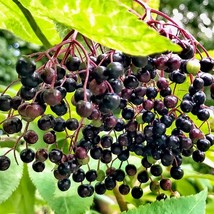 New 80 Black Elderberry Seeds Sambucus Canadensis Tree Shrub Fruit Berry... - £6.43 GBP