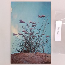 Bluebell Flower Alaska Vintage 1960s Postcard Dexter Dedman&#39;s Photo Shop - $6.88