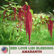 Red Love Lies Bleeding Amaranth 500 Seeds, Amaranthus caudatus, Edible, Heirloom - £9.00 GBP