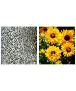 100 Seeds Black Eyed Susan Goldilocks Rudbeckia Double Blooms Rare Flowe... - £12.14 GBP