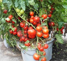 BEST 50 Seeds Easy To Grow San Diego Tomato Juicy Vegetable Fresh Tomatoe - £7.81 GBP