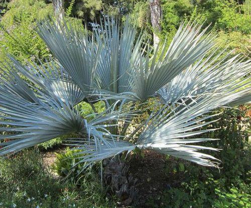 Silver Rock Palm Brahea sp Super Silver