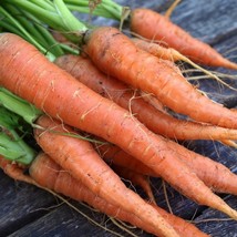 Carrot Scarlet Nantes Seeds Fresh USA Shipping - $5.32